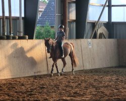 dressage horse Natürlich Schön (German Riding Pony, 2008, from Dressman III)