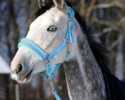 broodmare Charlotte du Rouet (Polish Warmblood, 2007, from Bajou du Rouet)