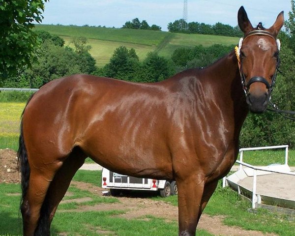 broodmare Rubina (Hanoverian, 2002, from Rubin Royal OLD)