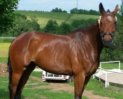 broodmare Rubina (Hanoverian, 2002, from Rubin Royal OLD)