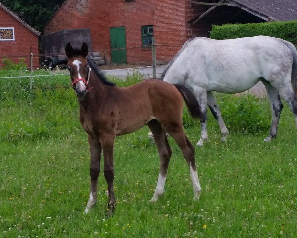 jumper Carribean Dream (Oldenburg show jumper, 2016, from Thagoras)