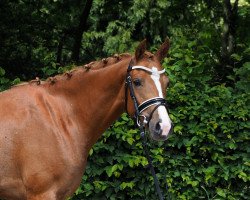 Springpferd Riccarda (Deutsches Reitpony, 2013, von Man in Black)