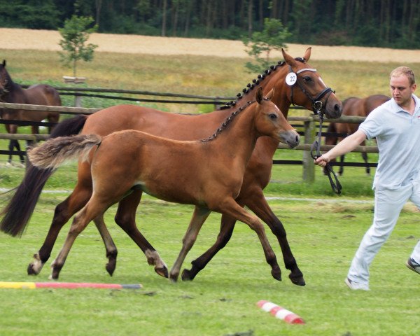 dressage horse Dahatschi (German Riding Pony, 2016, from Davenport II)