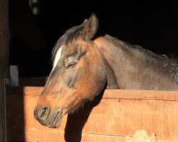 Zuchtstute Whinny (Deutsches Reitpony, 1994, von Wester Aikema's Nicodim)