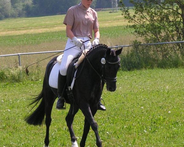 dressage horse Black Magic 53 (German Riding Pony, 2002, from Bazooka)