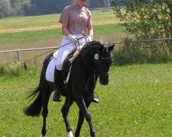 Dressurpferd Black Magic 53 (Deutsches Reitpony, 2002, von Bazooka)