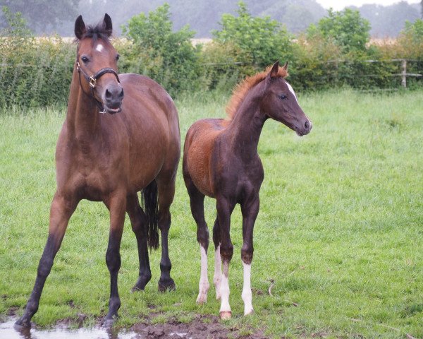 broodmare Lady Garwels (German Riding Pony, 2010, from Temptation)