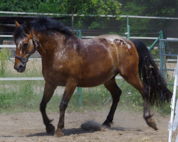 horse Predator 3 (Great Poland (wielkopolska), 1996, from Pentagon)