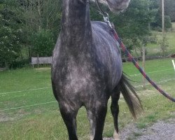 dressage horse Ginoretta (Zweibrücken, 2010, from Ginsberg II)