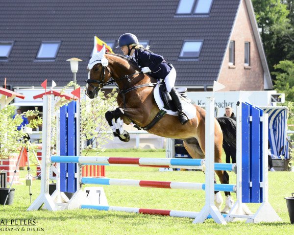 jumper Magic Memory 3 (German Riding Pony, 2014, from Grenzhoehes Moustache)