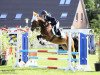 jumper Magic Memory 3 (German Riding Pony, 2014, from Grenzhoehes Moustache)