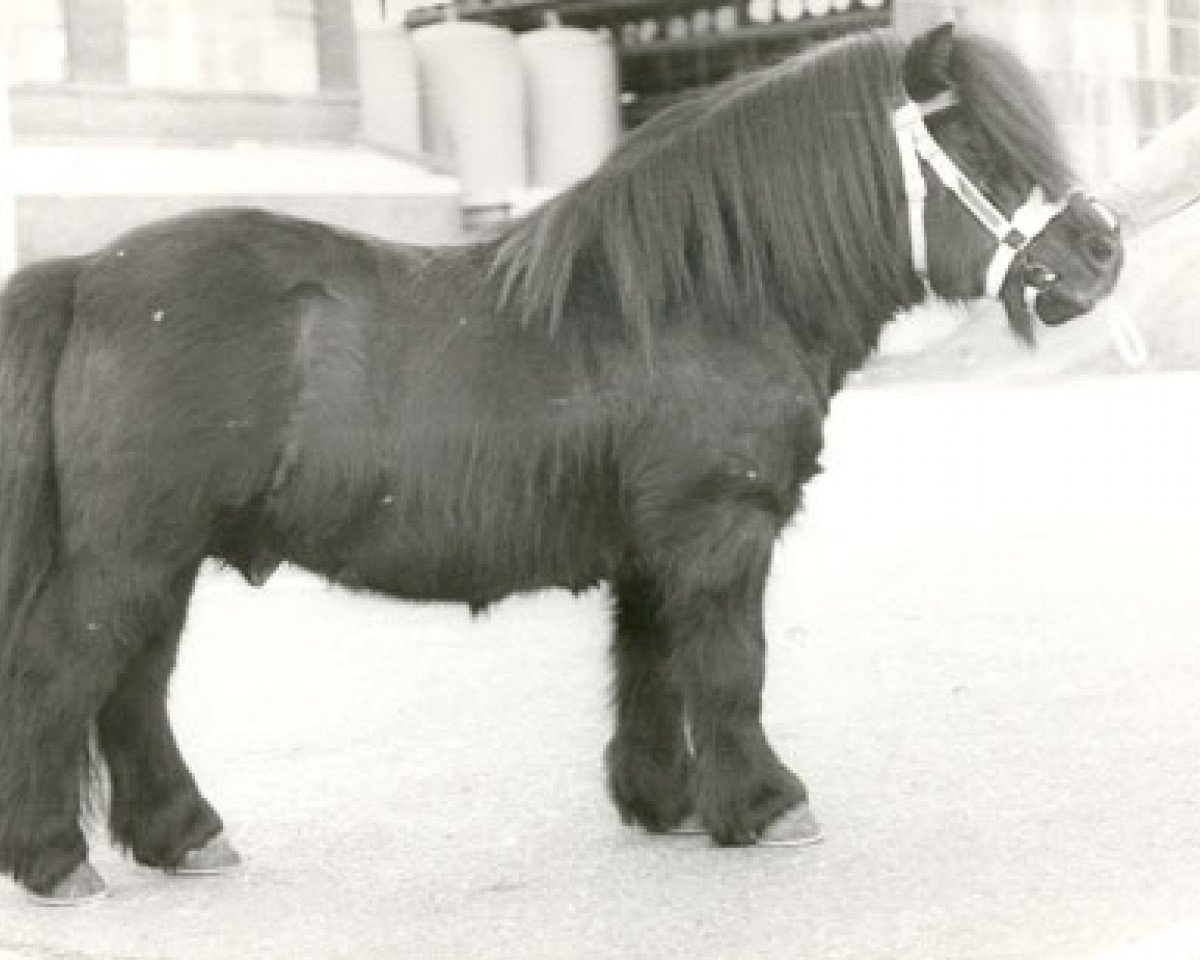 Deckhengst Charlie v.d. Rijdt (Shetland Pony, 1967, von Sjeik van Killestein)
