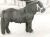 Deckhengst Charlie v.d. Rijdt (Shetland Pony, 1967, von Sjeik van Killestein)