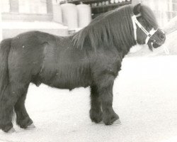 stallion Charlie v.d. Rijdt (Shetland Pony, 1967, from Sjeik van Killestein)