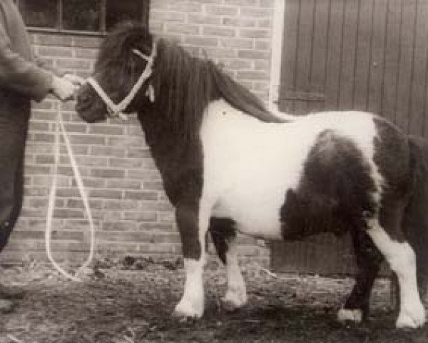 stallion Castor (Shetland Pony, 1946, from Tipje)