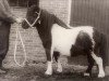 Deckhengst Castor (Shetland Pony, 1946, von Tipje)