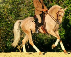 horse Quapo (Pura Raza Espanola (PRE), 2008)