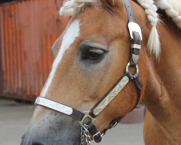 Pferd Sarock (Haflinger, 1997, von Südwind)