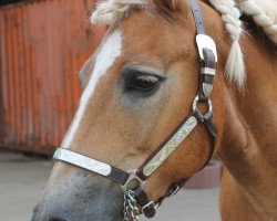 Pferd Sarock (Haflinger, 1997, von Südwind)