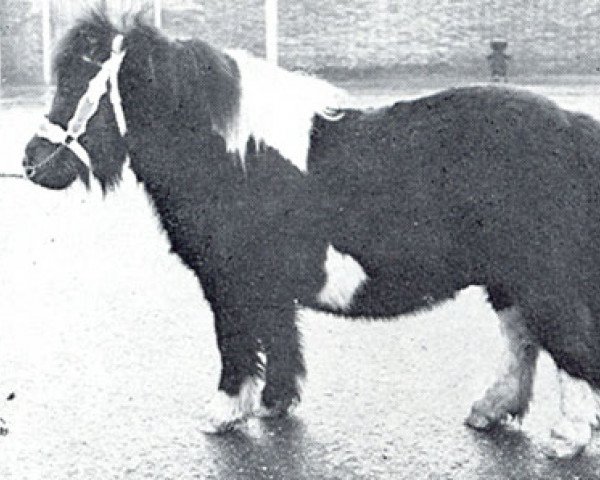 Deckhengst Callot v.d. Verbindingsweg (Shetland Pony, 1967, von Thor of North Wells)