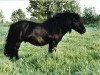 Deckhengst Boss van de Brouwerij (Shetland Pony, 1987, von Suprise van Dorpzicht)