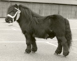 Deckhengst Bernard v.d. Zandberg (Shetland Pony, 1966, von Thomas van Stal Rodichem)