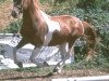 stallion Gharib (Lewitzer, 1994, from Granat B 468)