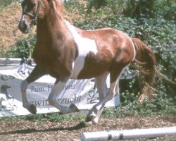 stallion Gharib (Lewitzer, 1994, from Granat B 468)