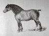 stallion Orange I (Brabant/Belgian draft horse, 1863, from Forton I)