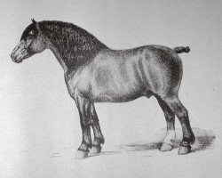 stallion Orange I (Brabant/Belgian draft horse, 1863, from Forton I)