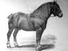 stallion Jupiter (Brabant/Belgian draft horse, 1880, from Orange I)