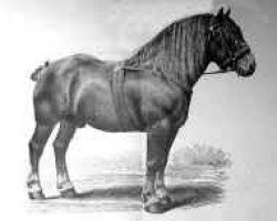 stallion Jupiter (Brabant/Belgian draft horse, 1880, from Orange I)