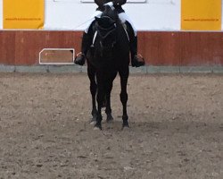 dressage horse Duke 288 (Rhinelander, 2008, from Davis Cup)