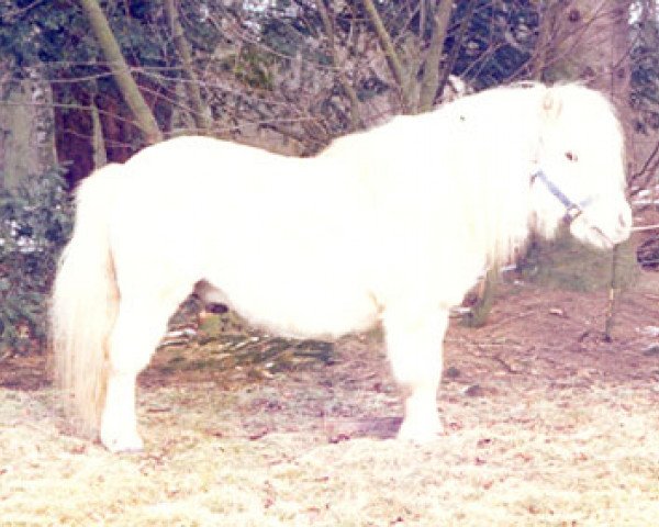 horse Bauke v.h. Vijverplein (Shetland Pony, 1966, from Saxa of Gue)