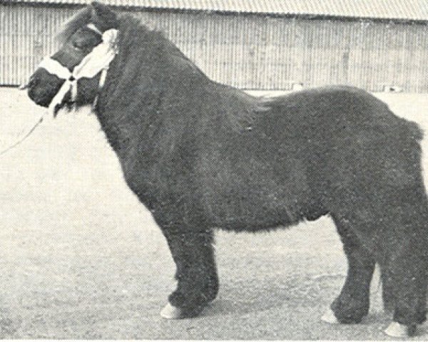 stallion Basje van de Hogenhoek (Shetland Pony, 1966, from Firkin of Luckdon)