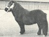 stallion Basje van de Hogenhoek (Shetland Pony, 1966, from Firkin of Luckdon)