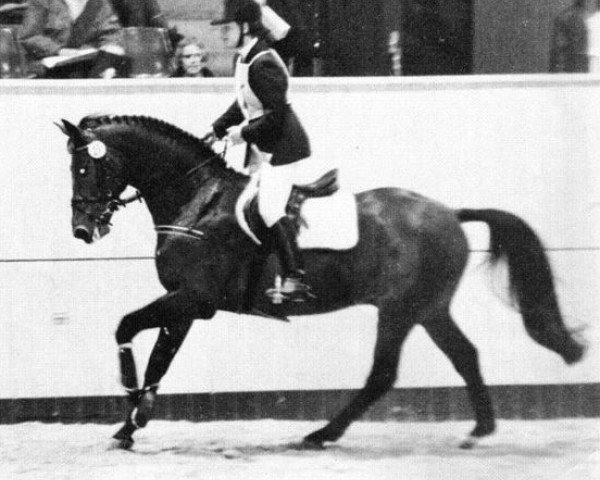 stallion P.Garonne Marco (Swedish Warmblood, 1991, from Irco Marco)