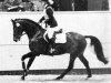 stallion P.Garonne Marco (Swedish Warmblood, 1991, from Irco Marco)