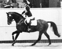 Deckhengst P.Garonne Marco (Schwedisches Warmblut, 1991, von Irco Marco)