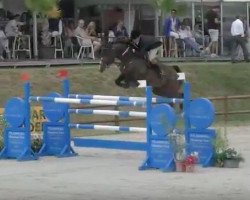 jumper Texas P (Swedish Warmblood, 2004, from VDL Cardento 933)