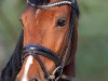 dressage horse Jo-Jo 15 (Rhinelander, 2009, from Jazz Rubin)