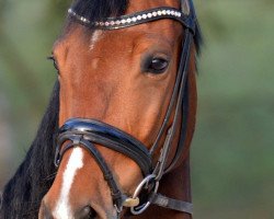 dressage horse Jo-Jo 15 (Rhinelander, 2009, from Jazz Rubin)