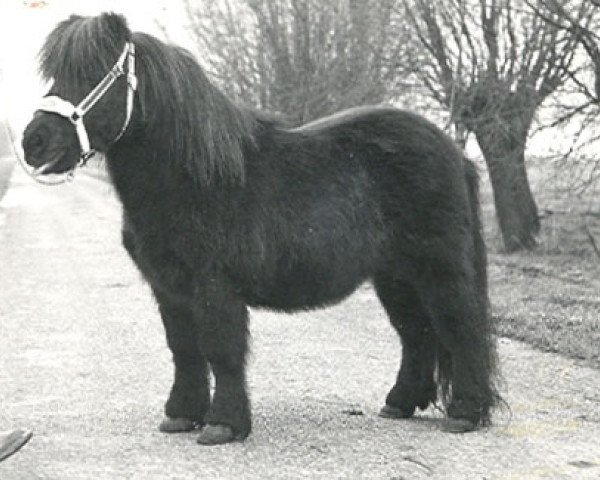 Deckhengst August v.d. Waterval (Shetland Pony, 1965, von Airborne)