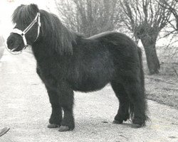 stallion August v.d. Waterval (Shetland Pony, 1965, from Airborne)