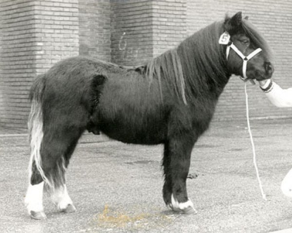 stallion Asterix v.d. Dolfijn (Shetland Pony, 1986, from Kasper van Vliek)