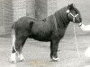 stallion Asterix v.d. Dolfijn (Shetland Pony, 1986, from Kasper van Vliek)