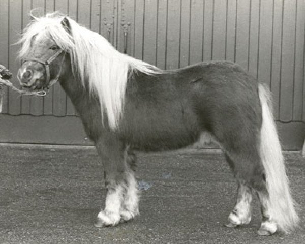 Deckhengst Aschwin v.d. Vossenpels (Shetland Pony, 1986, von Max van Breyvin)