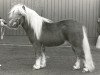 Deckhengst Aschwin v.d. Vossenpels (Shetland Pony, 1986, von Max van Breyvin)