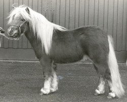 stallion Aschwin v.d. Vossenpels (Shetland Pony, 1986, from Max van Breyvin)