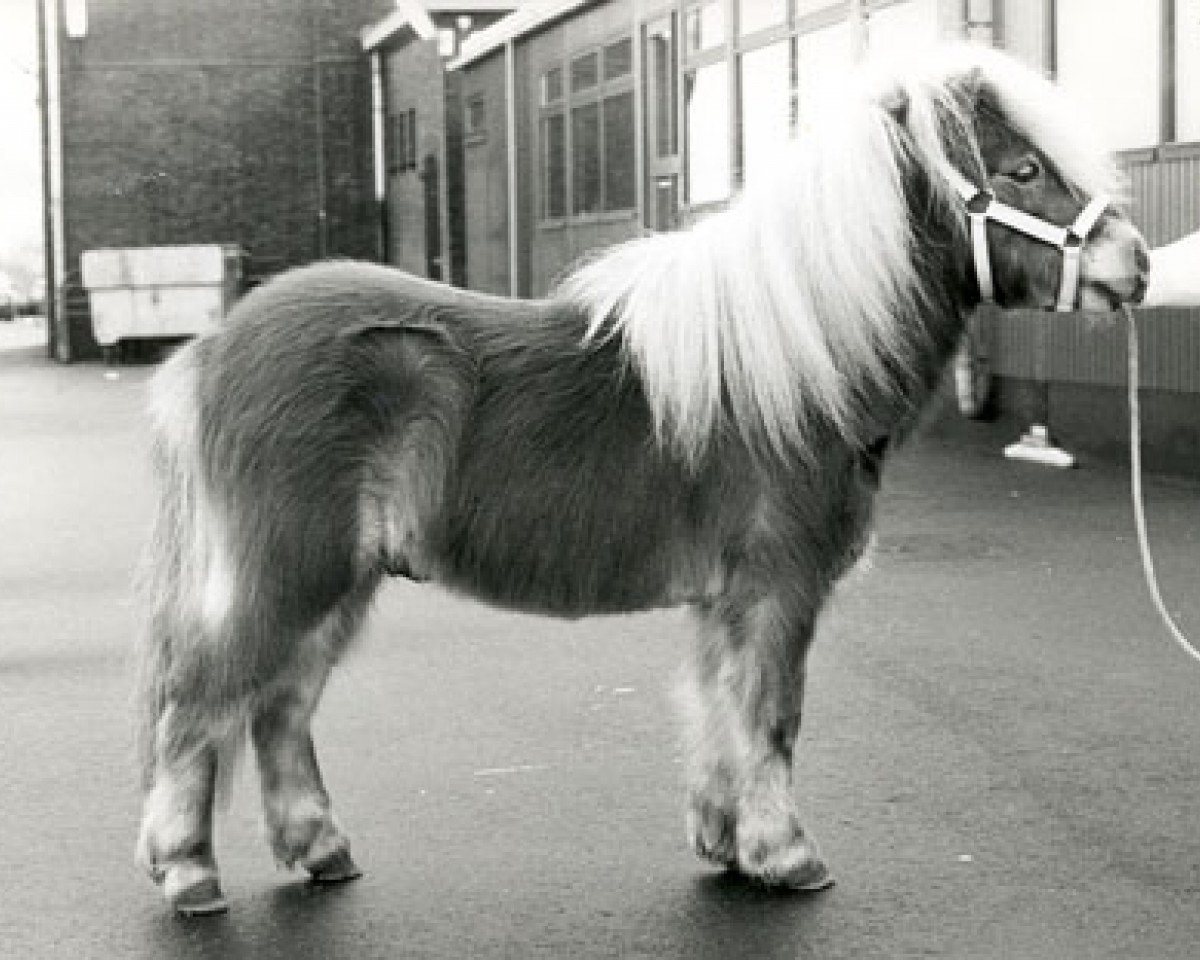 Deckhengst Artiest v. d'Oeveren (Shetland Pony (unter 87 cm), 1986, von Vorden Buddleia)